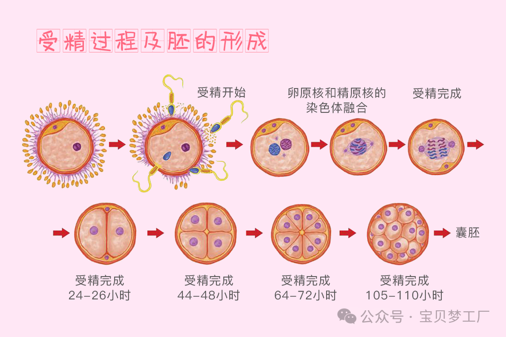什么样的胚胎,才算优质胚胎?__凤凰网